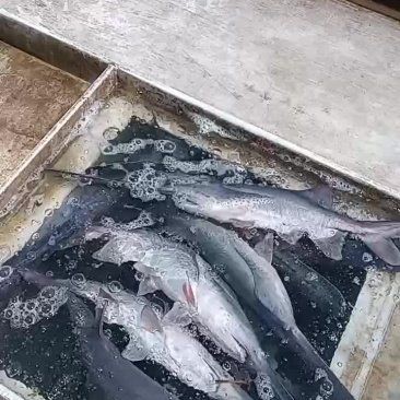湖南鴨嘴魚多少錢一斤：湖南地區(qū)的鴨嘴魚價(jià)格受多重因素影響市場(chǎng)價(jià)格受影響