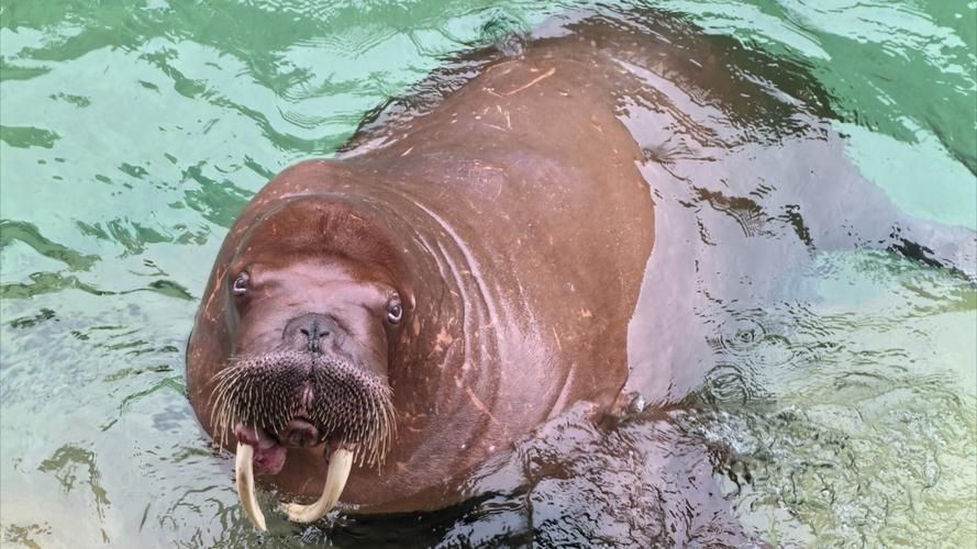 海象的樣子圖片：北極圈標志性的大型海洋哺乳動物，其獨特外貌令人印象深刻