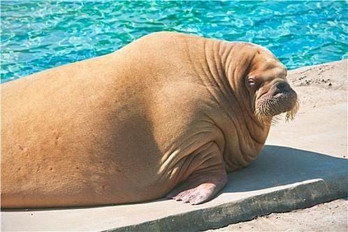海象的樣子圖片：北極圈標志性的大型海洋哺乳動物，其獨特外貌令人印象深刻