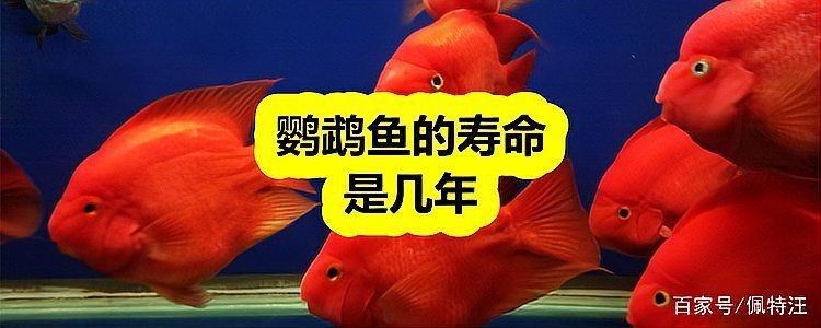 金剛鸚鵡魚壽命多少年：金剛鸚鵡魚的壽命是幾年