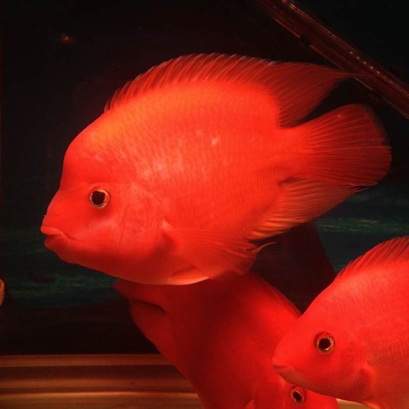 金剛鸚鵡魚壽命多少年：金剛鸚鵡魚的壽命是幾年