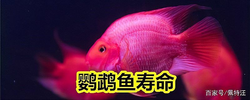 金剛鸚鵡魚壽命多少年：金剛鸚鵡魚的壽命是幾年