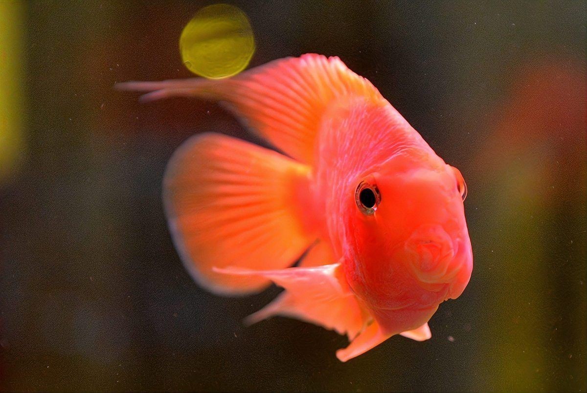 金剛鸚鵡魚壽命多少年：金剛鸚鵡魚的壽命是幾年