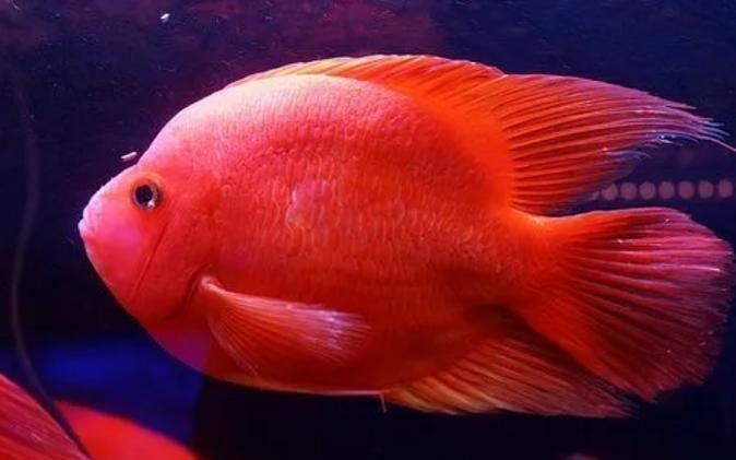 金剛鸚鵡魚壽命多少年：金剛鸚鵡魚的壽命是幾年