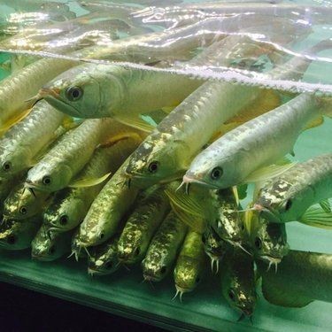 一條普通龍魚多少錢:普通龍魚價格一般多少錢一條 龍魚百科 第5張 一條普通龍魚多少錢:普通龍魚價格一般多少錢一條 一條普通龍魚多少錢:普通龍魚價格一般多少錢一條 龍魚百科 第5張