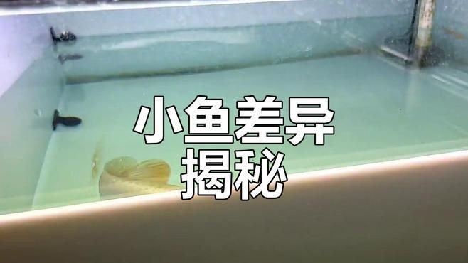 過背金龍魚和金頭那個好：過背金龍魚與金頭金龍魚的區別