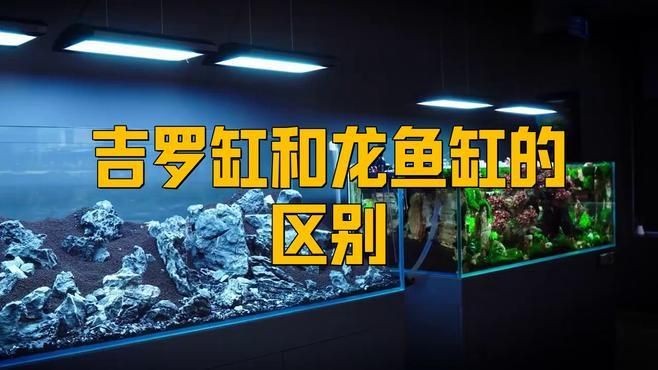 吉羅缸和龍魚缸的區別：吉羅缸與普通的缸的區別