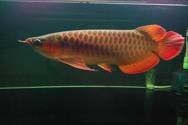 紅龍魚吃什么長的快：知名龍魚水族中文門戶網站紅龍魚的飼養方法全攻略