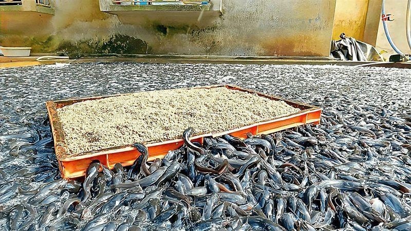 海鯰魚為何不能養(yǎng)：養(yǎng)殖海鯰魚的注意事項
