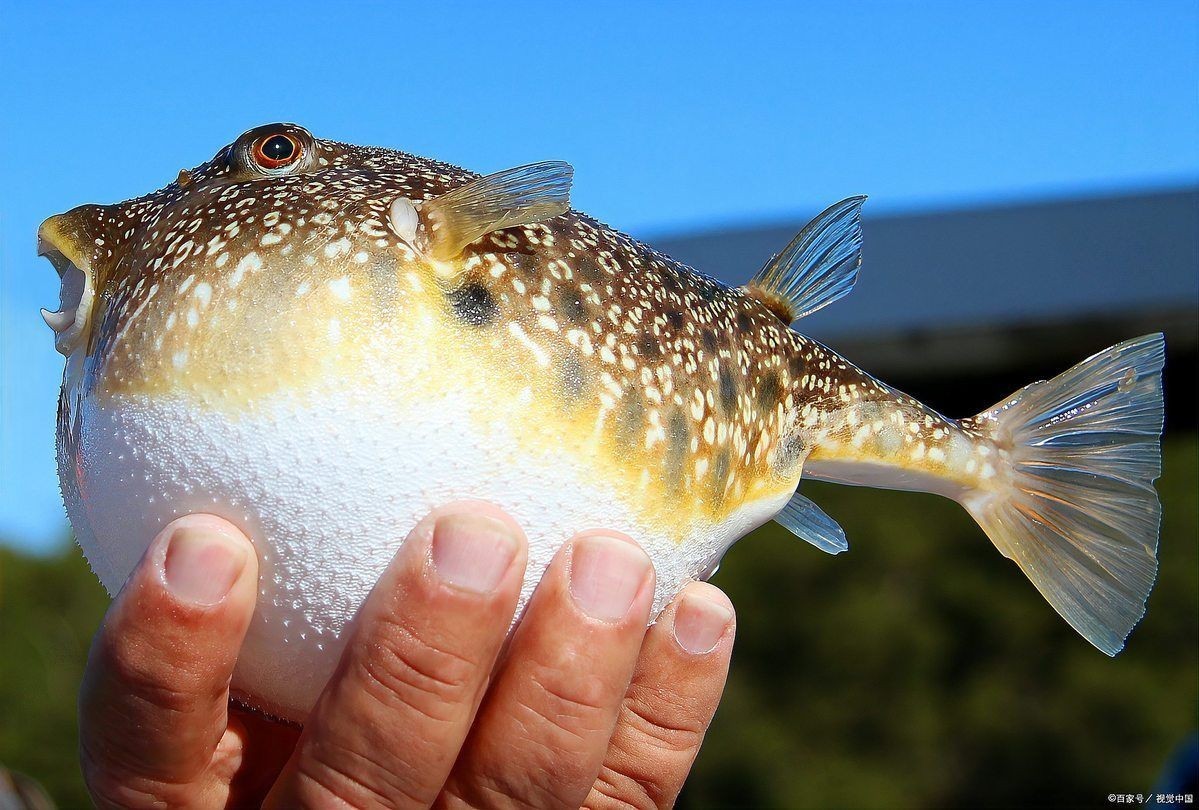 海鯰魚為何不能養(yǎng)：養(yǎng)殖海鯰魚的注意事項