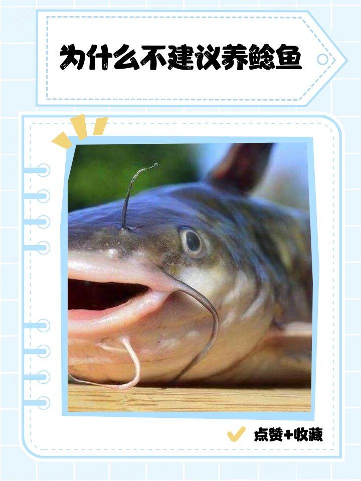 海鯰魚為何不能養(yǎng)：養(yǎng)殖海鯰魚的注意事項
