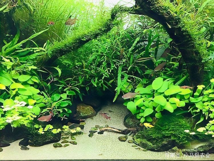 蘭州魚缸維護：蘭州魚缸養護全攻略