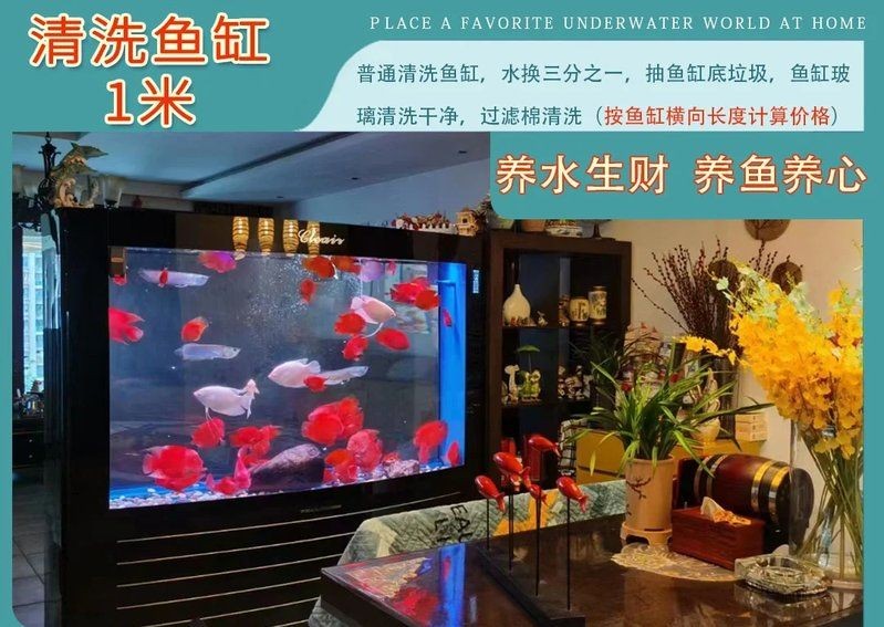 蘭州魚缸維護：蘭州魚缸養護全攻略