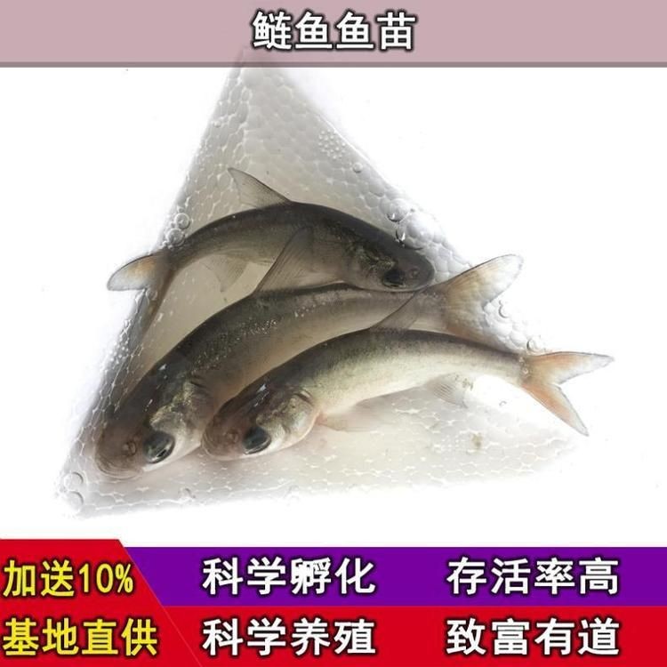 海鰱魚多少錢一斤：海鰱魚價格行情走勢(活鰱魚批發價格