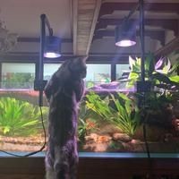 久鼎魚缸值得買嗎：久鼎魚缸開缸記:9月新家第一缸,虛構現實研究所