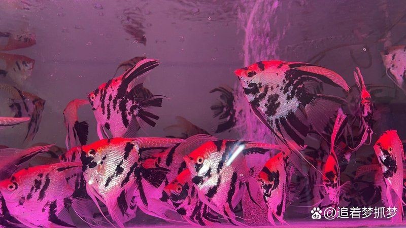 商丘魚缸維護：商丘地區的魚缸維護需注重水質調控