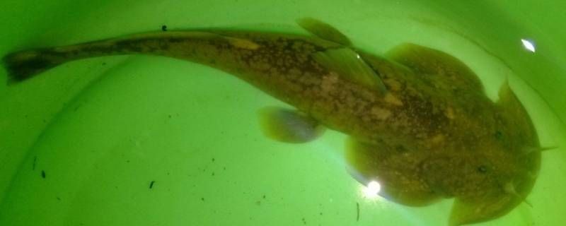 河里貼著石頭的魚(yú)叫什么：石爬[需手動(dòng)填充]石爬子、青石爬子、黃石爬子、黃石爬子、火箭魚(yú)