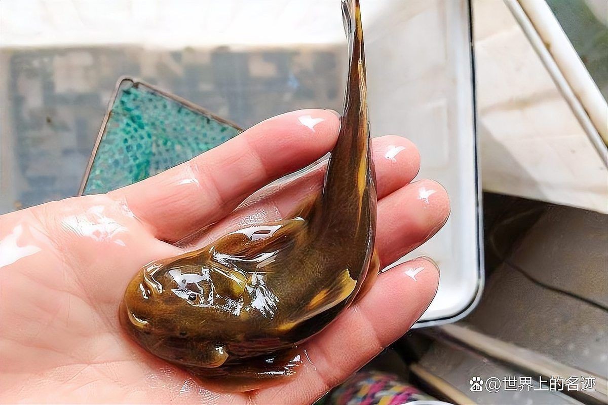 河里貼著石頭的魚(yú)叫什么：石爬[需手動(dòng)填充]石爬子、青石爬子、黃石爬子、黃石爬子、火箭魚(yú)