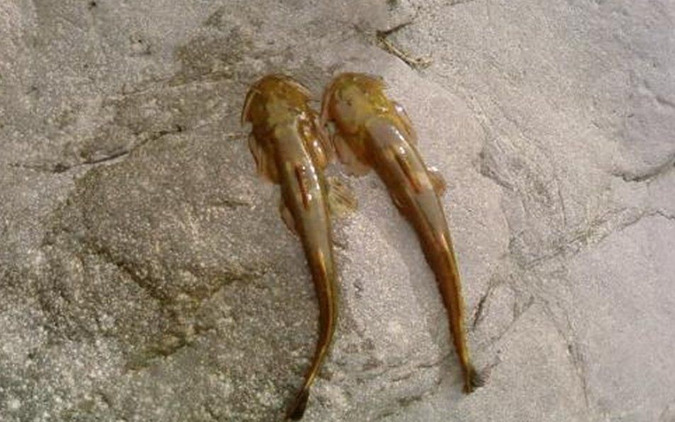 河里貼著石頭的魚(yú)叫什么：石爬[需手動(dòng)填充]石爬子、青石爬子、黃石爬子、黃石爬子、火箭魚(yú)