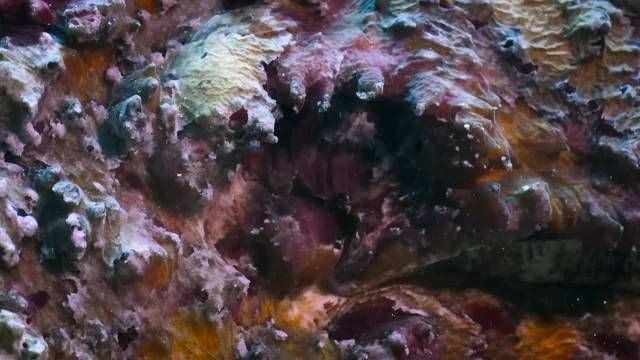 河里貼著石頭的魚(yú)叫什么：石爬[需手動(dòng)填充]石爬子、青石爬子、黃石爬子、黃石爬子、火箭魚(yú)