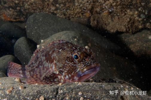 河里貼著石頭的魚(yú)叫什么：石爬[需手動(dòng)填充]石爬子、青石爬子、黃石爬子、黃石爬子、火箭魚(yú)