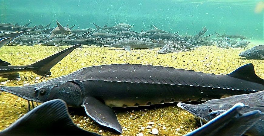 巨骨舌魚vs食人魚：亞馬遜水域的巨型掠食者 巨骨舌魚vs食人魚：亞馬遜水域的巨型掠食者 龍魚百科 第3張