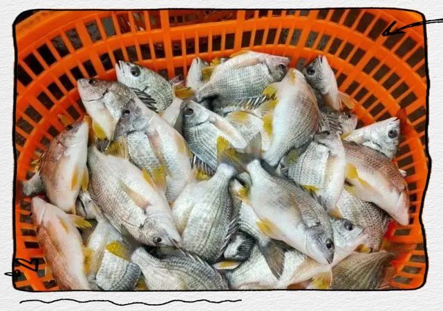 廣東叫立魚是什么魚：中國黃立魚之鄉(xiāng)——珠海金灣區(qū)