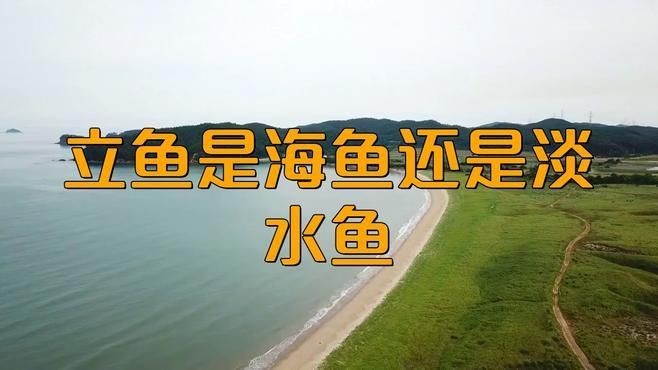 廣東叫立魚是什么魚：中國黃立魚之鄉(xiāng)——珠海金灣區(qū)