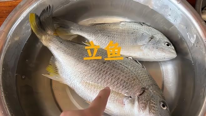 廣東叫立魚是什么魚：中國黃立魚之鄉(xiāng)——珠海金灣區(qū)