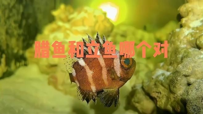 廣東叫立魚是什么魚：中國黃立魚之鄉(xiāng)——珠海金灣區(qū)