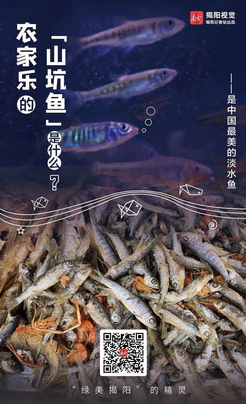 廣東野生淡水魚類大全：廣東省內分布的典型野生淡水魚類