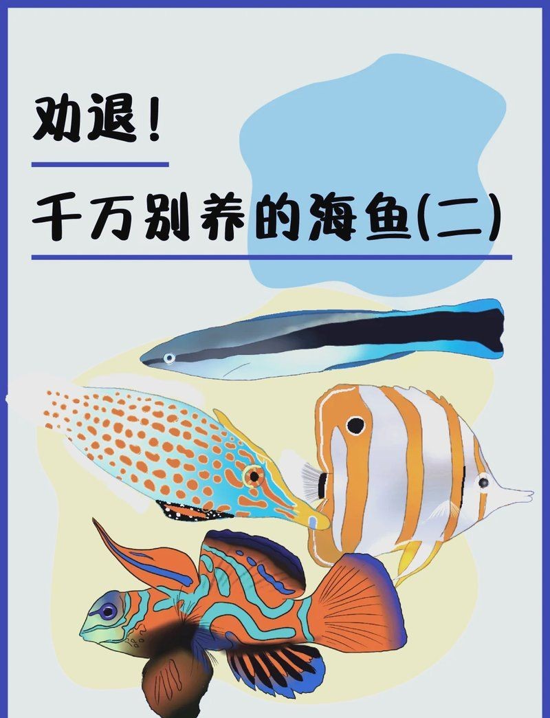 海水養殖最忌三種魚：五彩青蛙、玉米炮彈和三間火箭的養殖難點及養殖難點