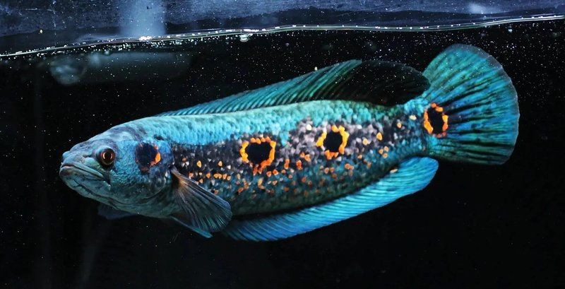 海象魚品種排名前十：海象魚中哪個品種最稀有？
