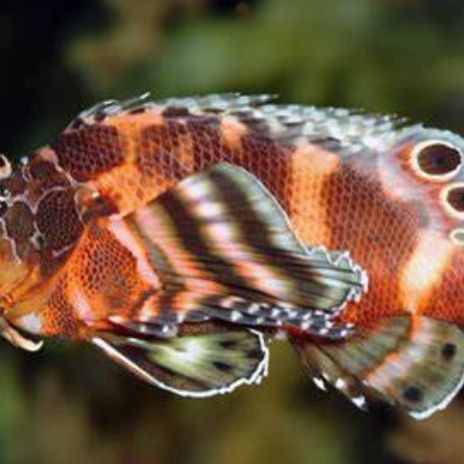 海象魚品種排名前十：海象魚中哪個品種最稀有？