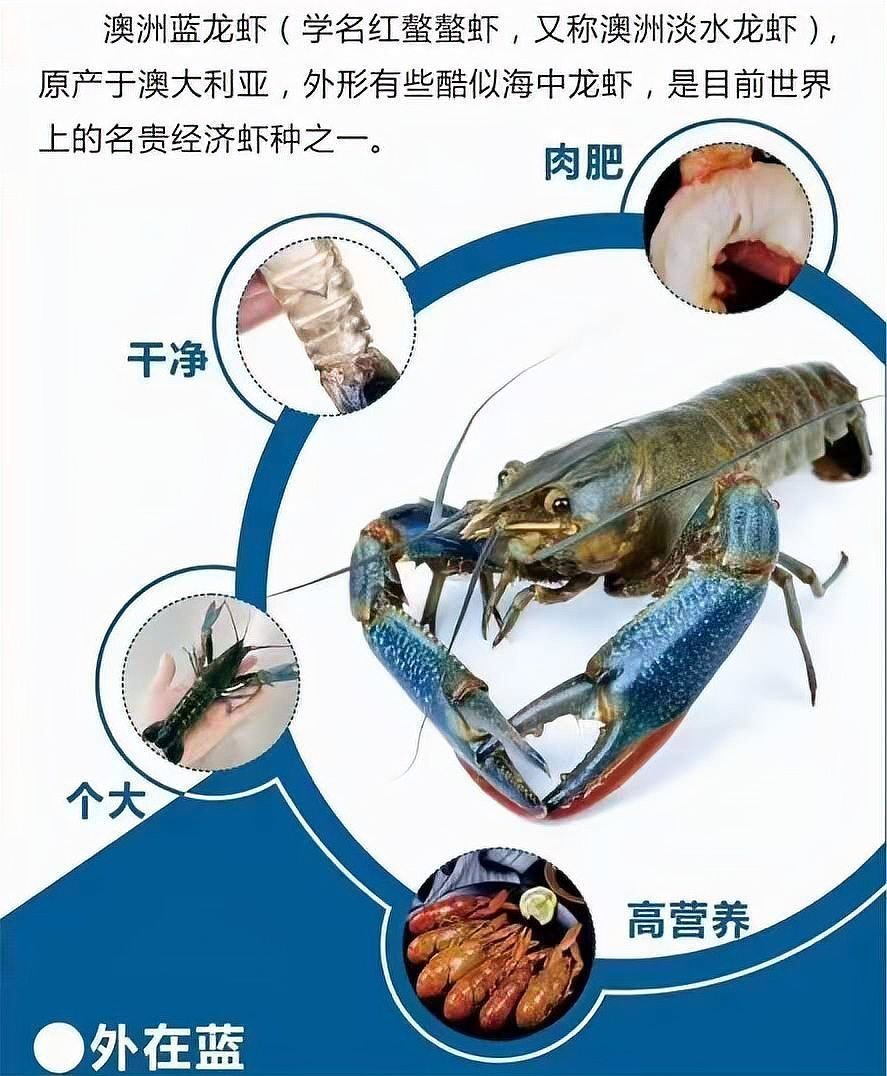 湖南澳洲龍蝦養殖：湖南澳洲龍蝦產業發展趨勢