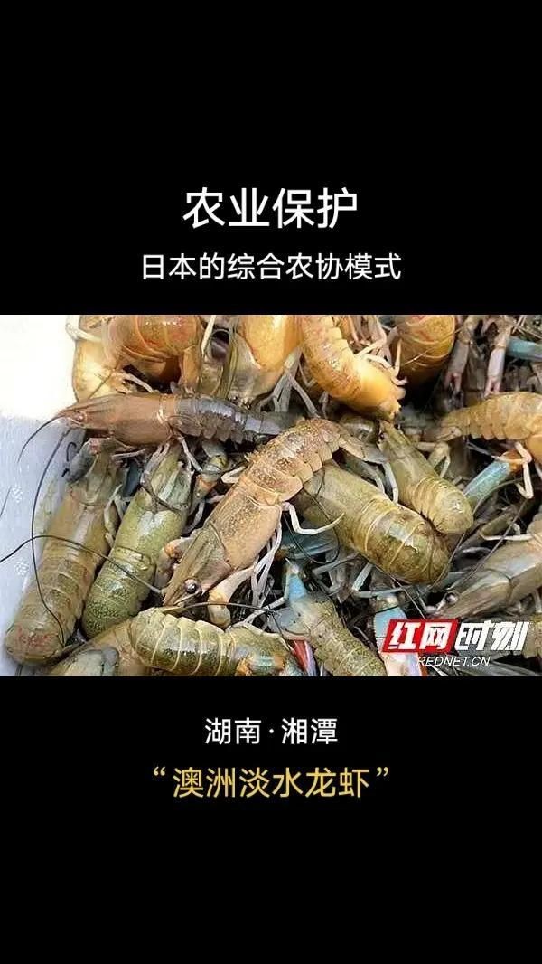 湖南澳洲龍蝦養殖：湖南澳洲龍蝦產業發展趨勢
