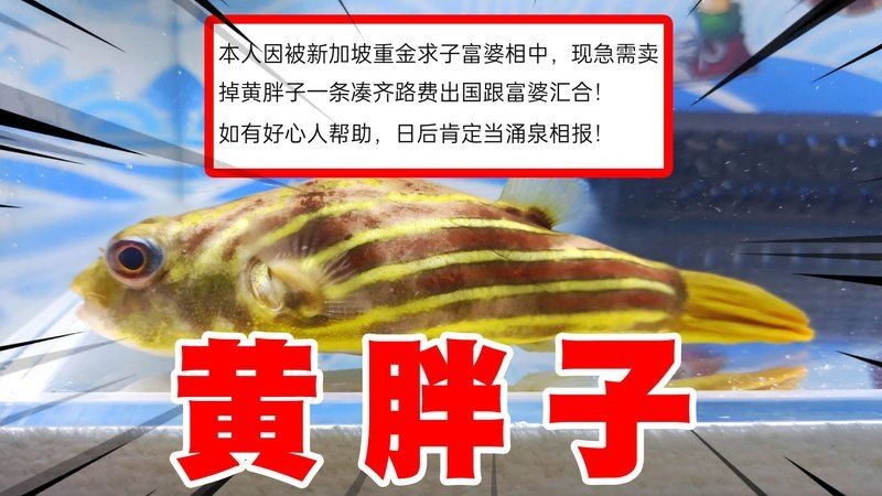 狗頭魚一條多少錢：狗頭魚單條價格多集中在合理區間