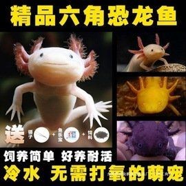 狗頭魚一條多少錢：狗頭魚單條價格多集中在合理區間