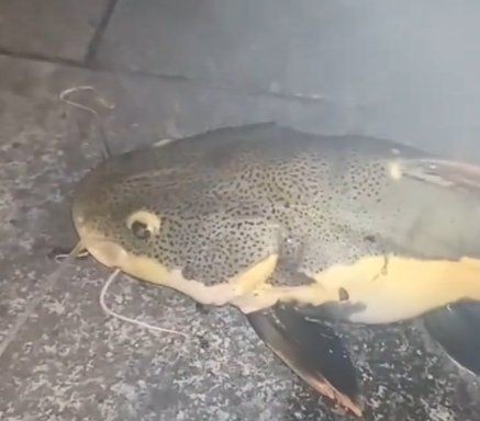狗仔魚和鯰魚的區別：狗仔魚、紅尾鯰魚、紅尾鯰魚、紅尾鯰魚、紅尾鯰魚、紅尾鯰魚