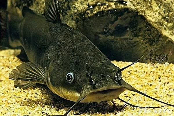 狗仔魚和鯰魚的區別：狗仔魚、紅尾鯰魚、紅尾鯰魚、紅尾鯰魚、紅尾鯰魚、紅尾鯰魚