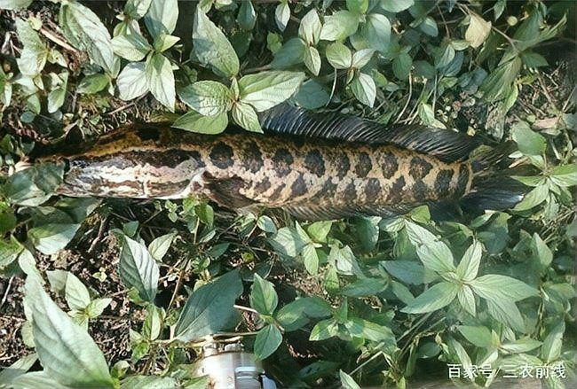 狗仔魚和鯰魚的區別：狗仔魚、紅尾鯰魚、紅尾鯰魚、紅尾鯰魚、紅尾鯰魚、紅尾鯰魚