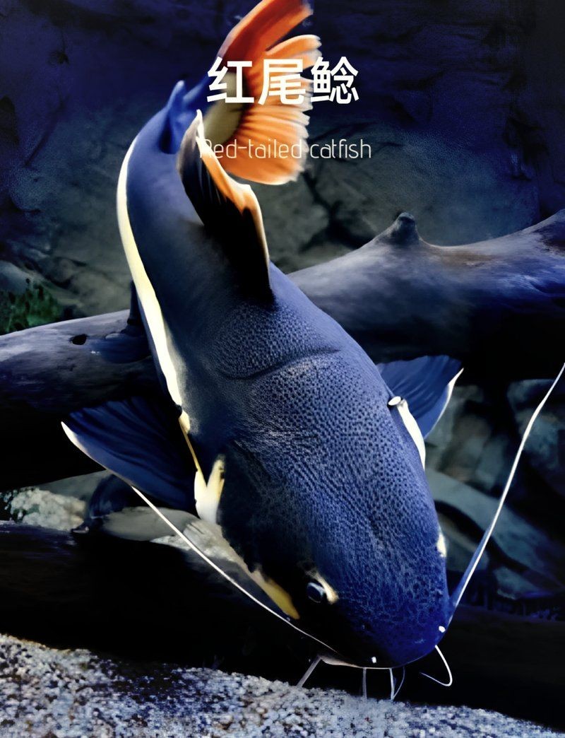 狗仔招財貓魚：《狗仔的招財貓魚》——招財貓魚