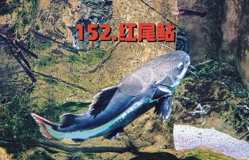 狗仔招財貓魚：《狗仔的招財貓魚》——招財貓魚