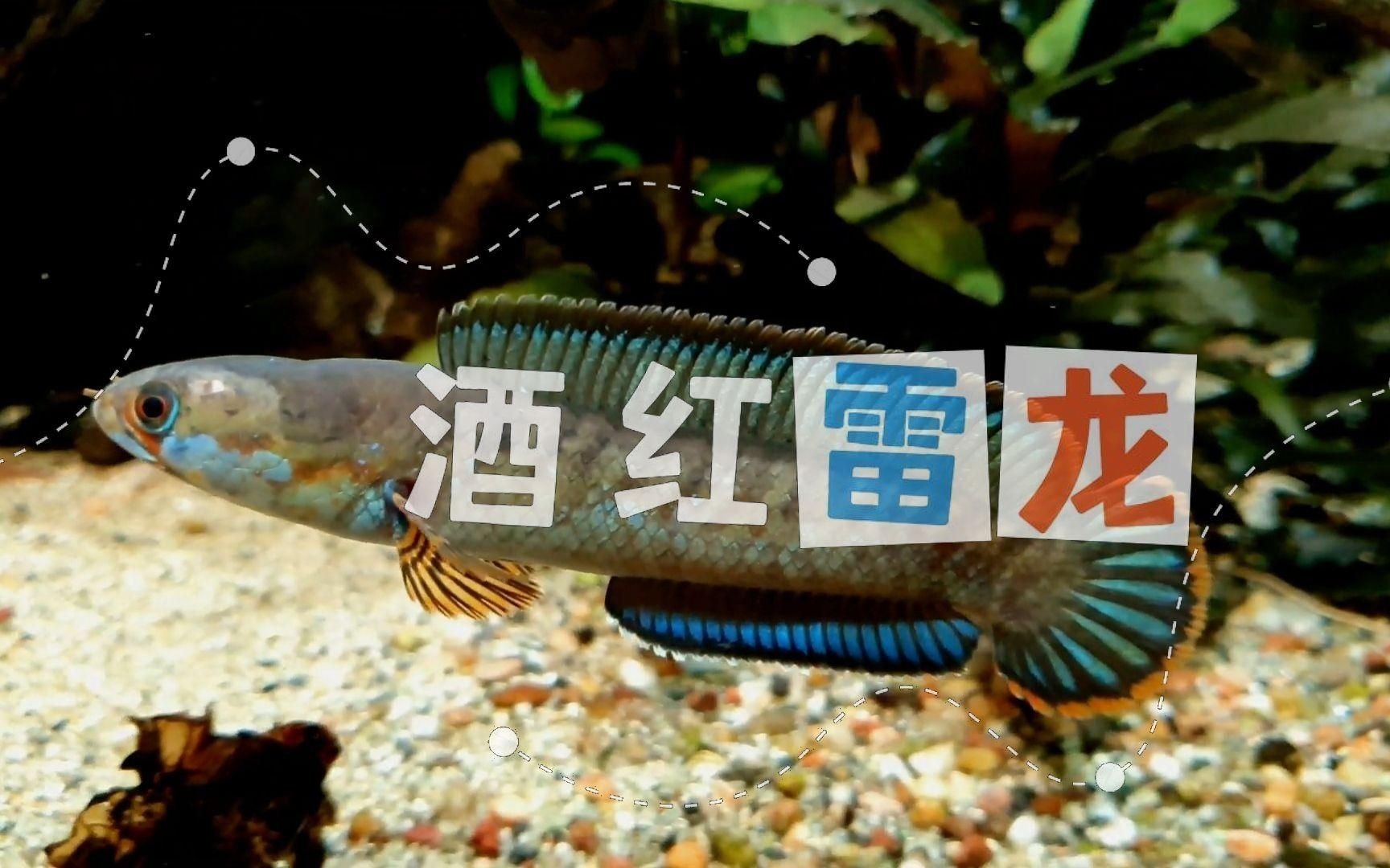 酒紅雷龍魚好養嗎：酒紅雷龍魚怎么養