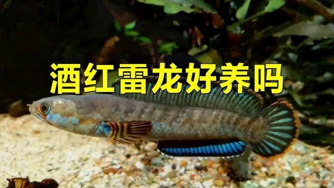 酒紅雷龍魚好養嗎：酒紅雷龍魚怎么養