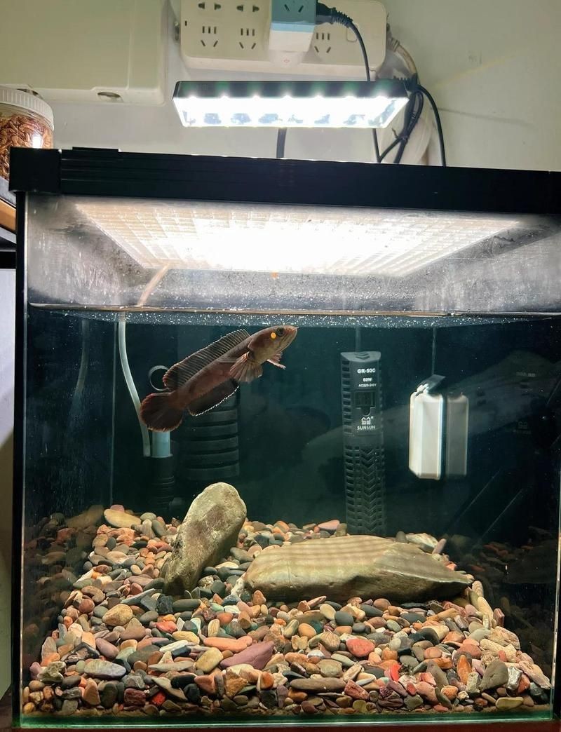 酒紅雷龍魚好養嗎：酒紅雷龍魚怎么養