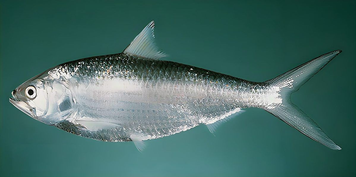 廣東十大名魚：廣東十大名魚，你都認識哪些？