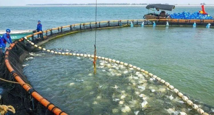 廣東十大名魚：廣東十大名魚，你都認識哪些？