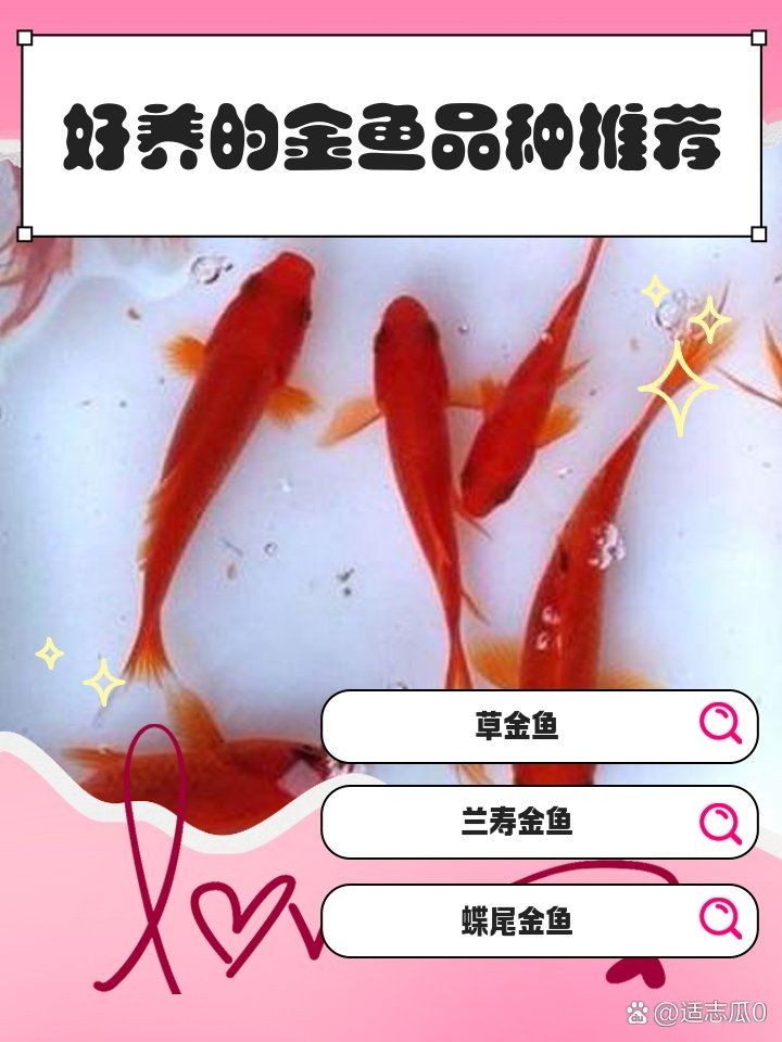 好養(yǎng)的金魚第一名：十大最好養(yǎng)的金魚排名