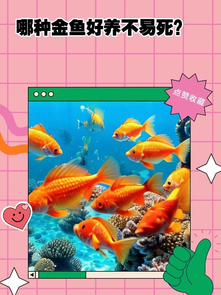 好養(yǎng)的金魚第一名：十大最好養(yǎng)的金魚排名